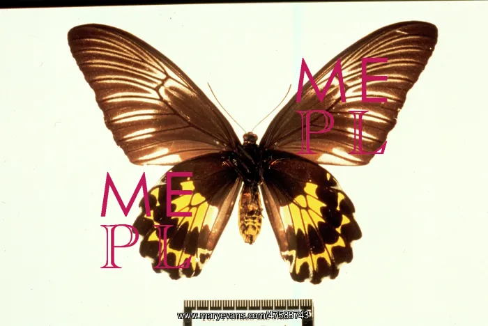 : Troides amphrysus, birdwing butterfly : Troides amphrysus, birdwing butterfly