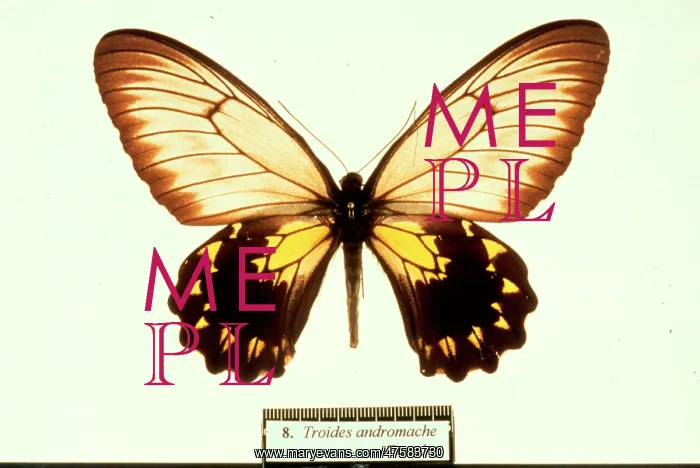 : Troides andromache, birdwing butterfly : Troides andromache, birdwing butterfly