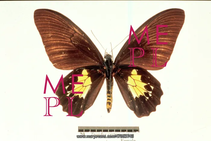 : Troides criton, birdwing butterfly : Troides criton, birdwing butterfly