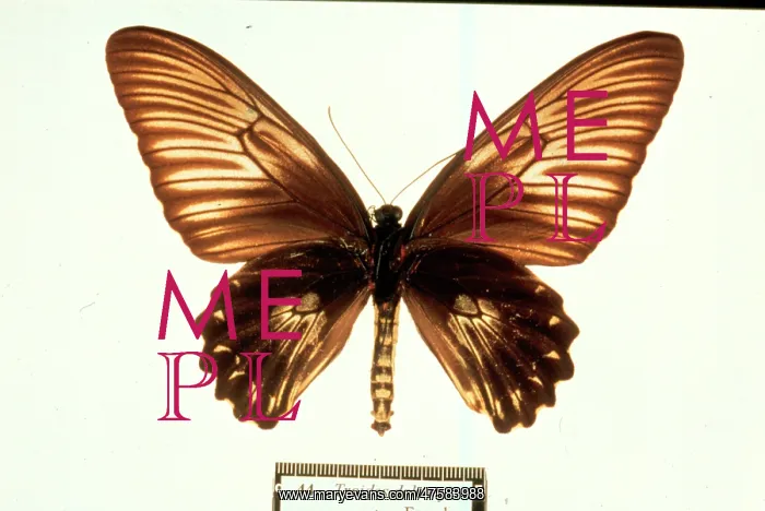 : Troides dohertyi, birdwing butterfly : Troides dohertyi, birdwing butterfly