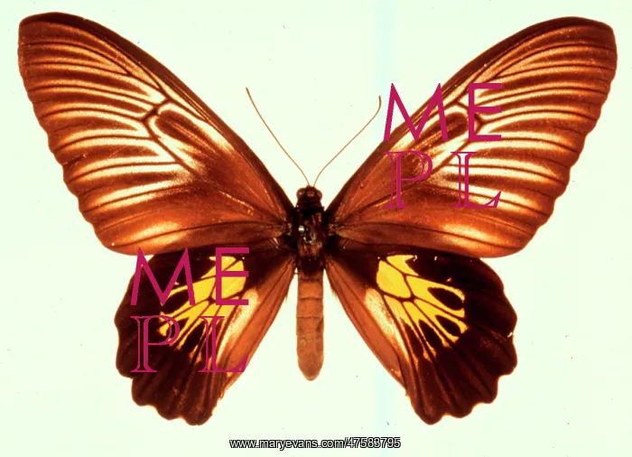 : Troides haliphron, birdwing butterfly : Troides haliphron, birdwing butterfly
