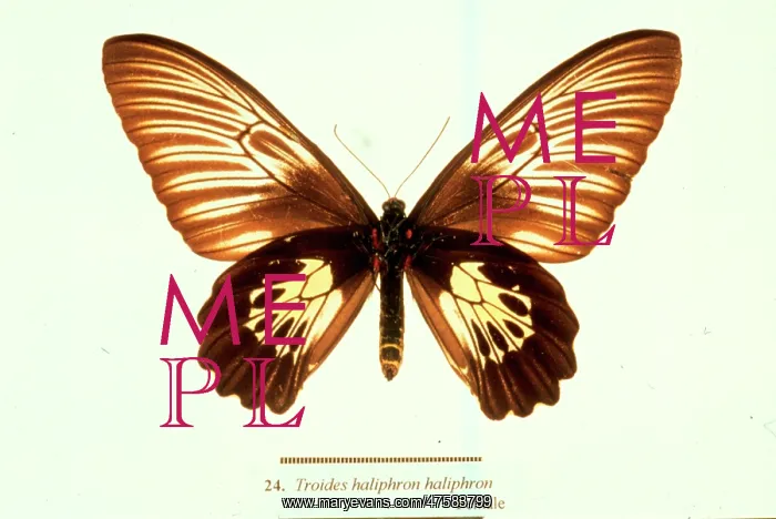 : Troides haliphron, birdwing butterfly : Troides haliphron, birdwing butterfly