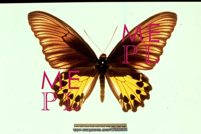 : Troides helena, common birdwing butterfly : Troides helena, common birdwing butterfly