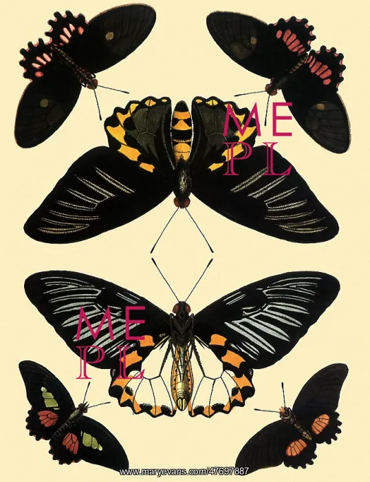 : Troides Hypolitus and Others : Troides Hypolitus and Others