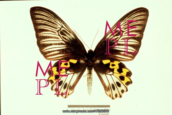 : Troides hypolitus, birdwing butterfly : Troides hypolitus, birdwing butterfly