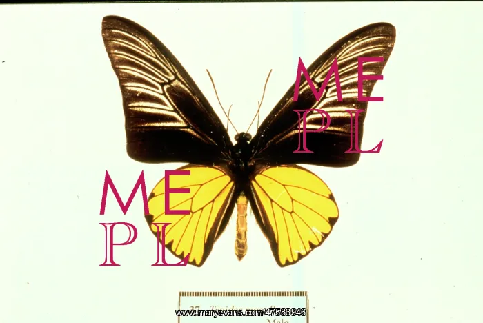 : Troides magellanus, birdwing butterfly : Troides magellanus, birdwing butterfly