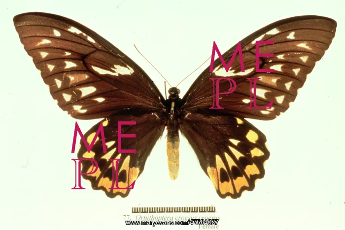 : Troides minos, birdwing butterfly : Troides minos, birdwing butterfly
