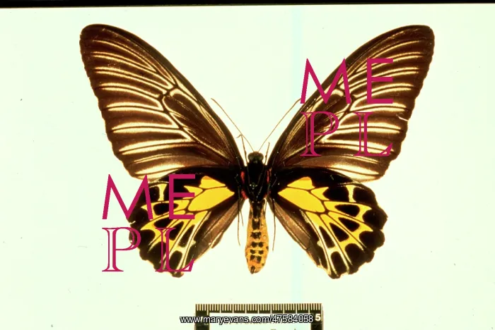 : Troides minos, birdwing butterfly : Troides minos, birdwing butterfly
