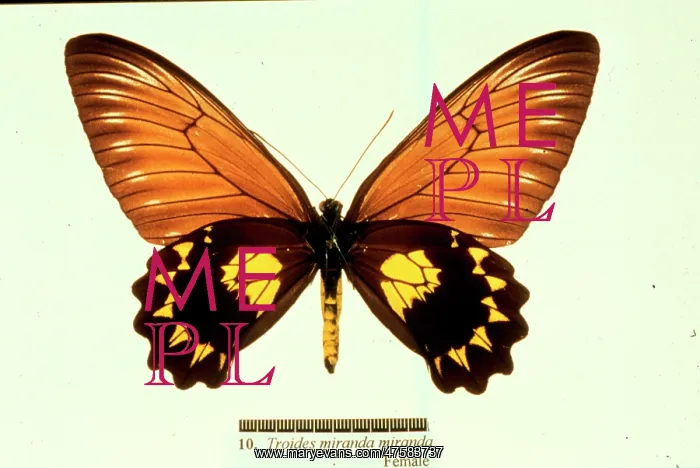 : Troides miranda, birdwing butterfly : Troides miranda, birdwing butterfly