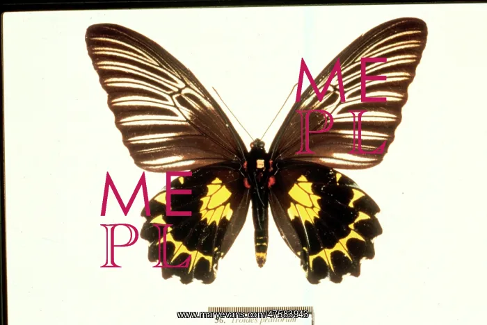  : Troides prattorum, birdwing butterfly