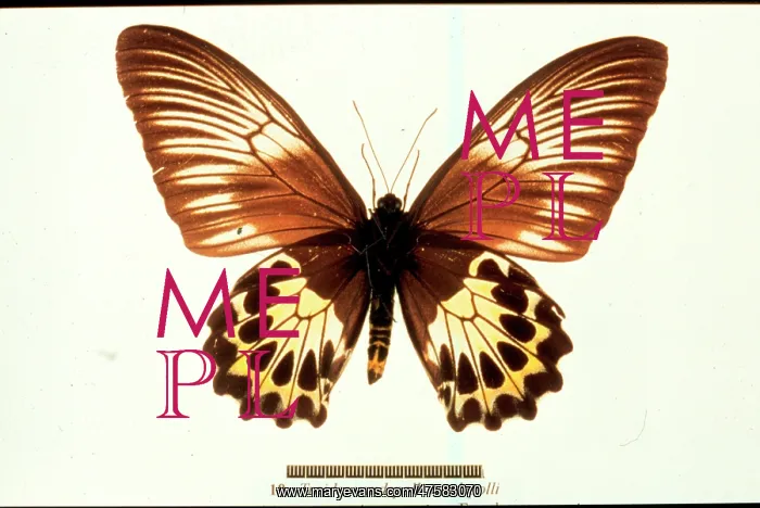 : Troides vandepolli, birdwing butterfly : Troides vandepolli, birdwing butterfly