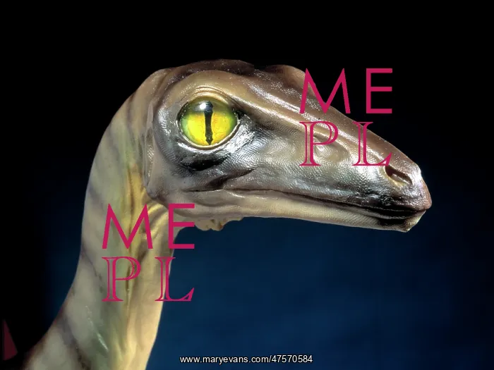 : Troodon. Model of Troodon head, a small, fast runnng : Troodon. Model of Troodon head, a small, fast runnng