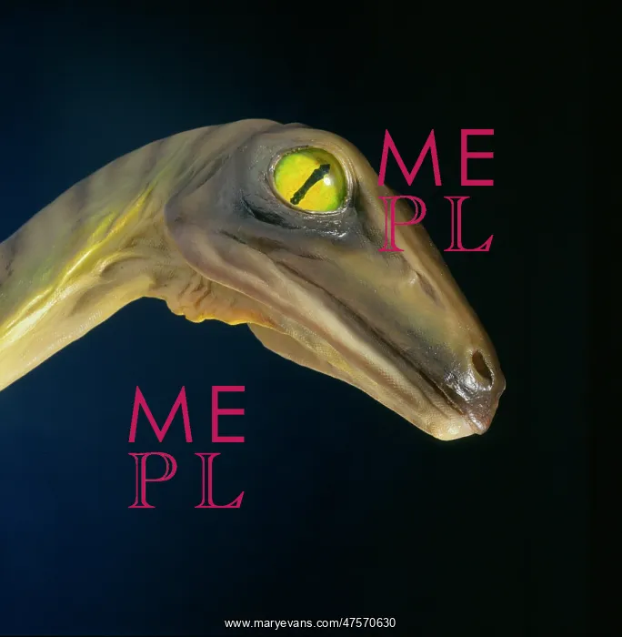 : Troodon. Model of Troodon head, a small, fast runnng : Troodon. Model of Troodon head, a small, fast runnng