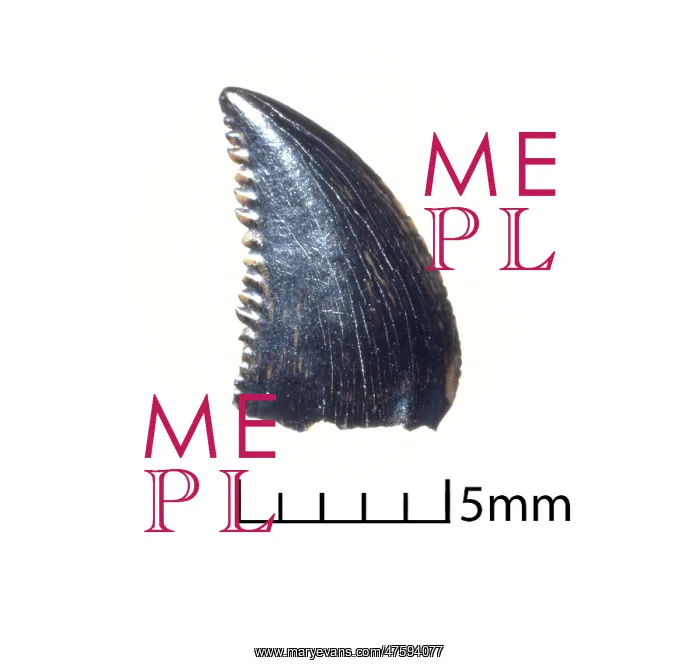 : Troodon tooth : Troodon tooth