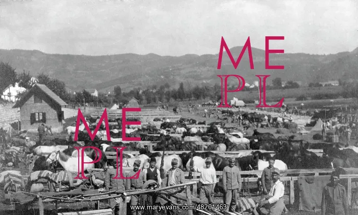 : Troop camp in Bosnia, 1914 : Troop camp in Bosnia, 1914