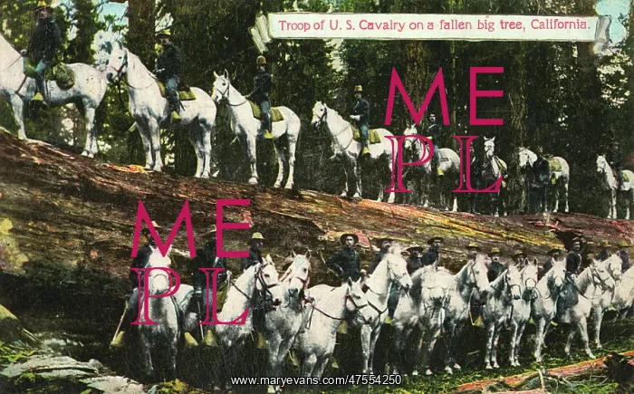 : Troop of the US cavalry on a fallen big tree, in California : Troop of the US cavalry on a fallen big tree, in California
