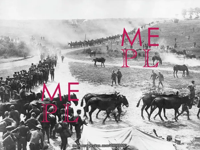 : Troops and animals getting ready to move out, WW1 : Troops and animals getting ready to move out, WW1