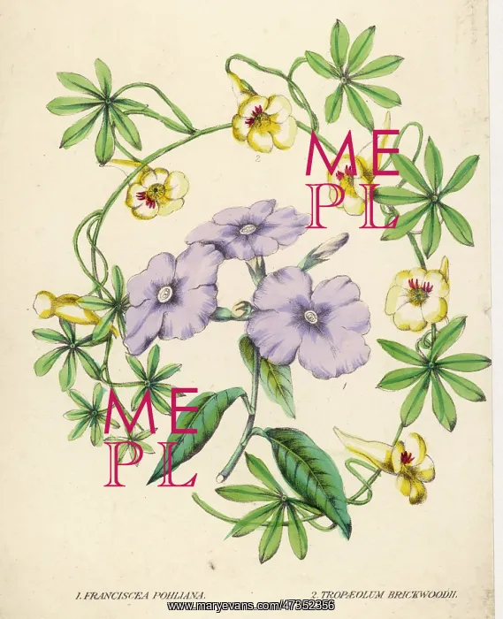  : TROPAEOLUM & FRANCISCEA