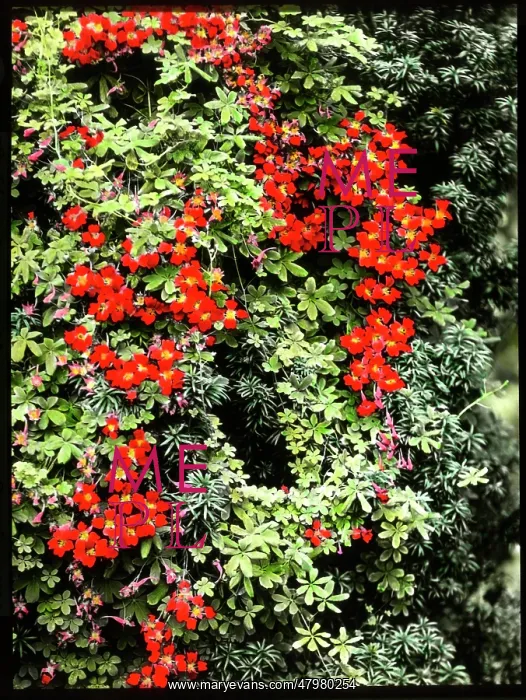 : Tropaeolum Speciosum (Flame Flower) : Tropaeolum Speciosum (Flame Flower)