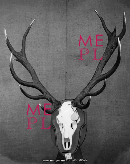 : Trophy of a red deer, 1928 : Trophy of a red deer, 1928
