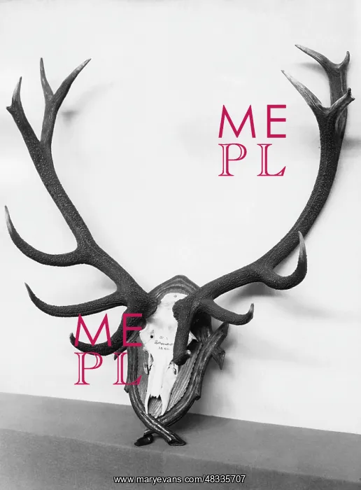 : Trophy of a red deer, 1930 : Trophy of a red deer, 1930