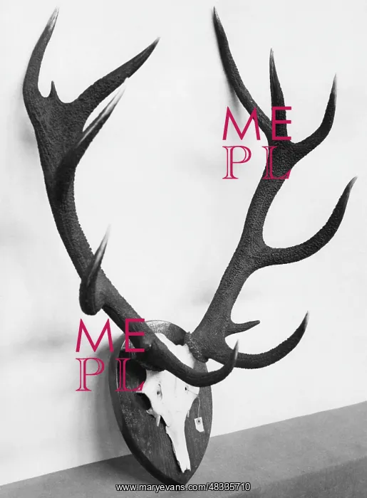 : Trophy of a red deer, 1930 : Trophy of a red deer, 1930