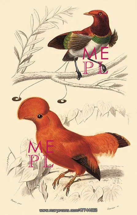  : Two Tropical Birds