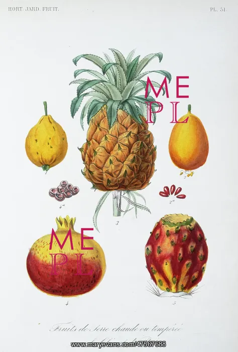 : Tropical Fruits : Tropical Fruits