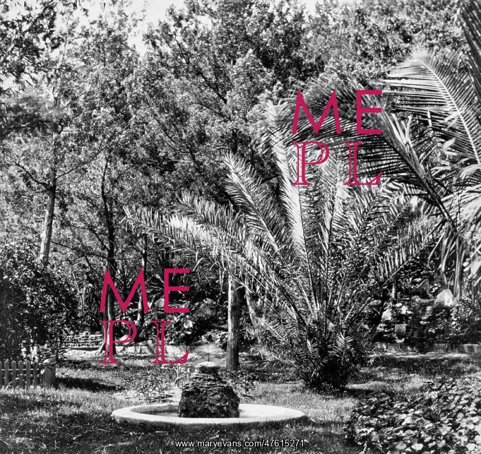 : Tropical garden : Tropical garden