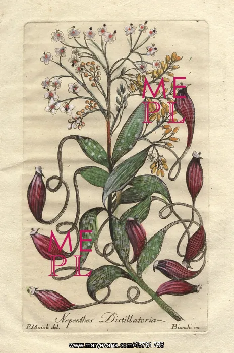 : Tropical pitcher plant or bandura, Nepenthes distillatoria : Tropical pitcher plant or bandura, Nepenthes distillatoria