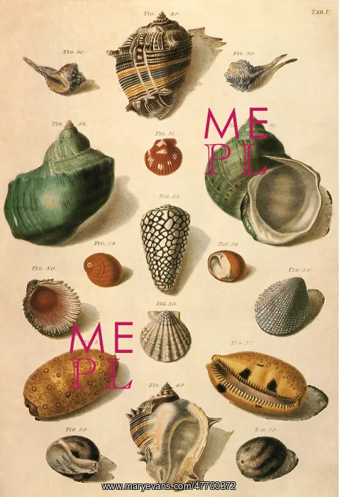  : Tropical Seashells