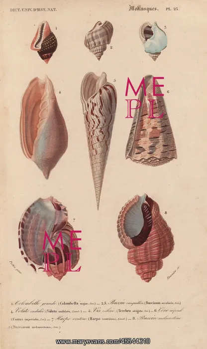 : Tropical shells including Colombella, Buccinum : Tropical shells including Colombella, Buccinum