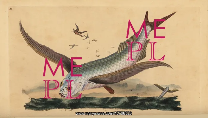 : Tropical two-wing flyingfish or common flying : Tropical two-wing flyingfish or common flying