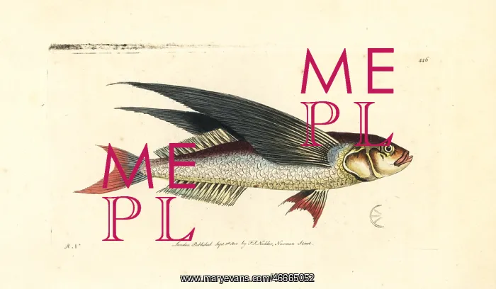 : Tropical two-wing flyingfish, Exocoetus volitans : Tropical two-wing flyingfish, Exocoetus volitans