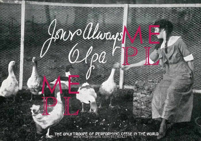: The only troupe of performing Geese in the World : The only troupe of performing Geese in the World