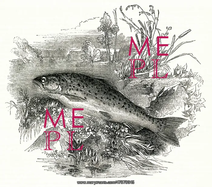  : Trout