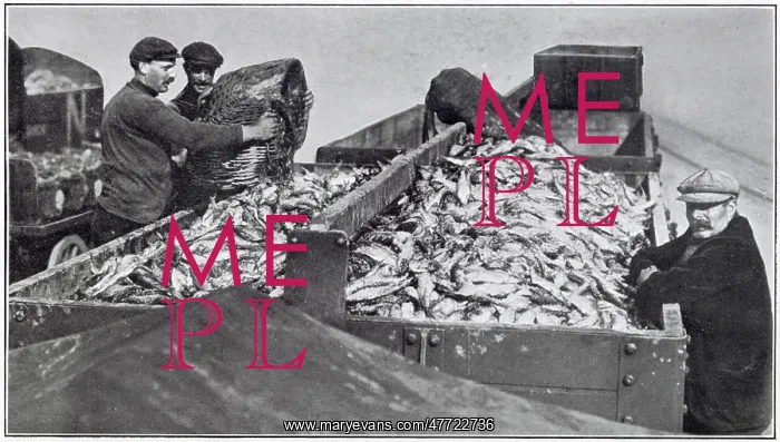 : Truck Load of Herring 1910 : Truck Load of Herring 1910