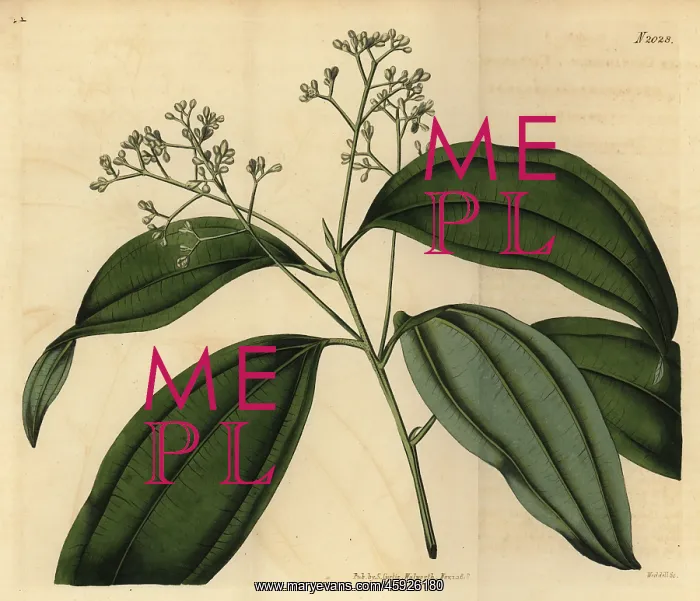 : True cinnamon tree or Ceylon cinnamon, Cinnamomum verum : True cinnamon tree or Ceylon cinnamon, Cinnamomum verum