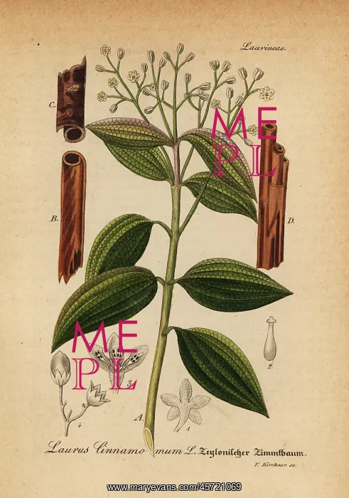 : True cinnamon tree or Ceylon cinnamon tree, Cinnamomum verum : True cinnamon tree or Ceylon cinnamon tree, Cinnamomum verum