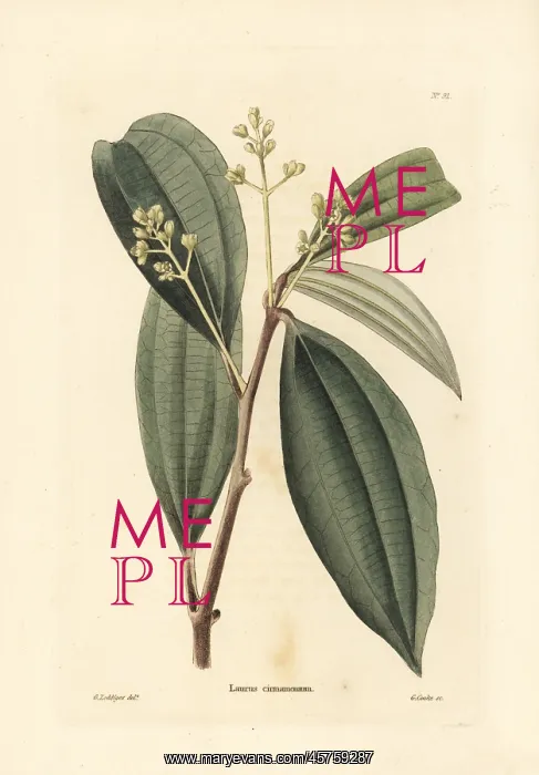 : True cinnamon tree, Cinnamomum verum : True cinnamon tree, Cinnamomum verum