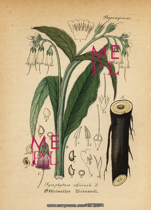 : True comfrey, Symphytum officinale : True comfrey, Symphytum officinale