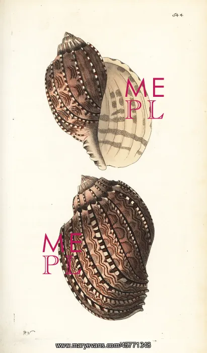 : True harp shell, Harpa harpa : True harp shell, Harpa harpa
