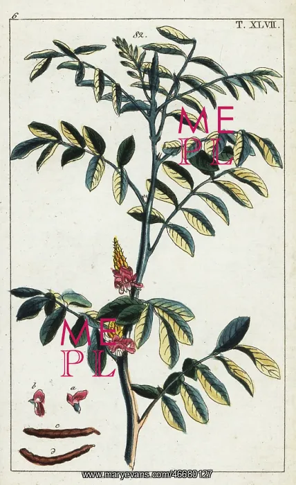: True indigo, Indigofera tinctoria : True indigo, Indigofera tinctoria