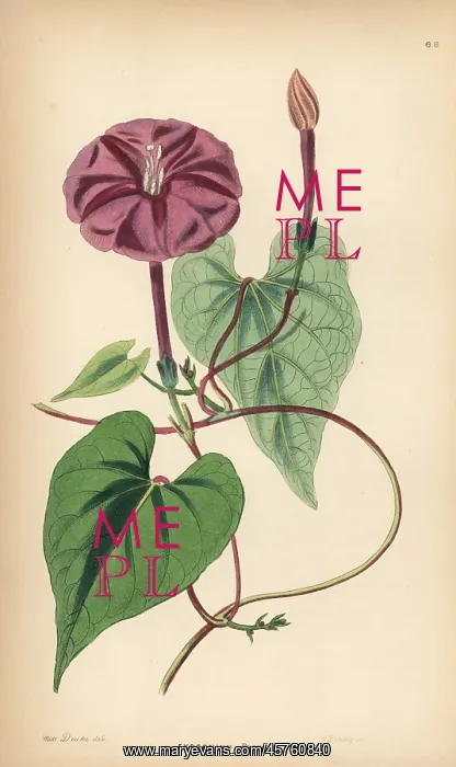 : True jalap, Ipomoea dumosa : True jalap, Ipomoea dumosa