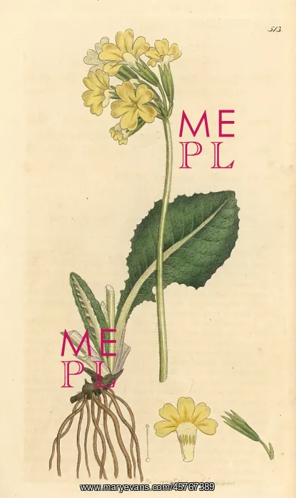 : True oxlip, Primula elatior : True oxlip, Primula elatior