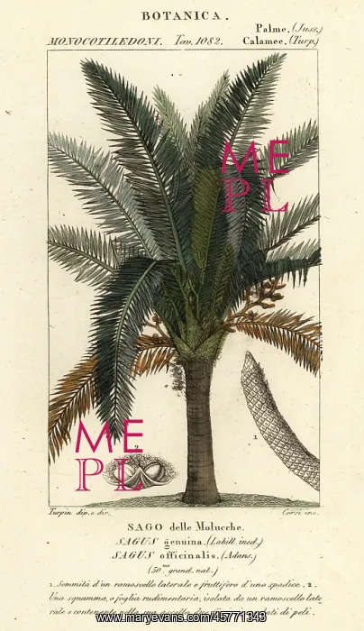 : True sago palm, Metroxylon sagu : True sago palm, Metroxylon sagu