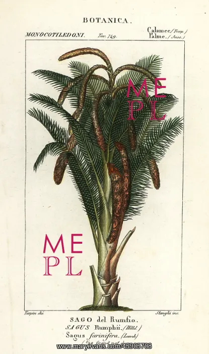 : True sago palm, Metroxylon sagu : True sago palm, Metroxylon sagu