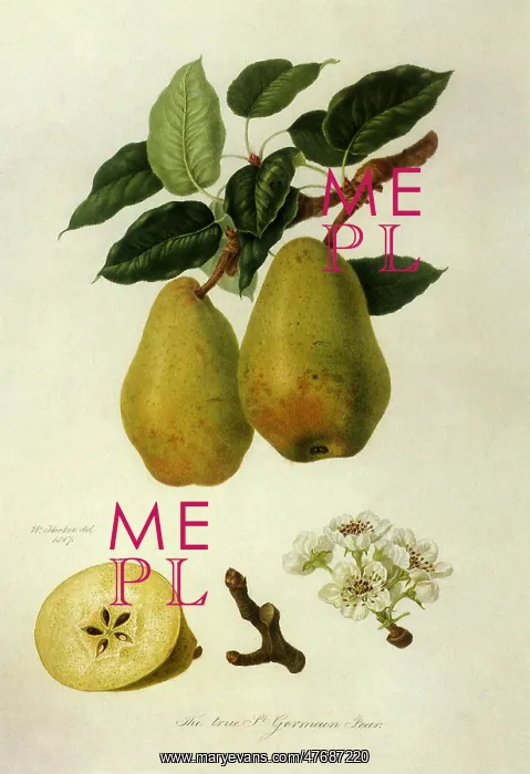  : True St. German Pears
