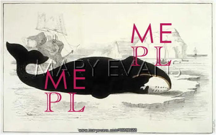  : TRUE WHALE