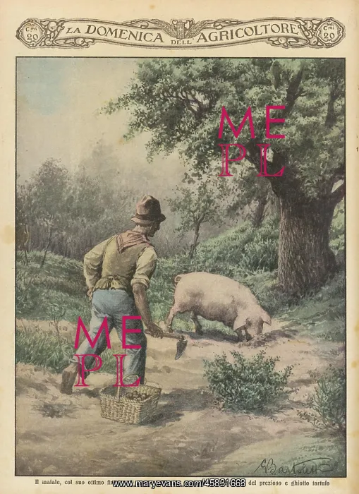  : TRUFFLE HUNT PIG 1929